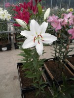 [1882 Mission DJ No02.JPG]